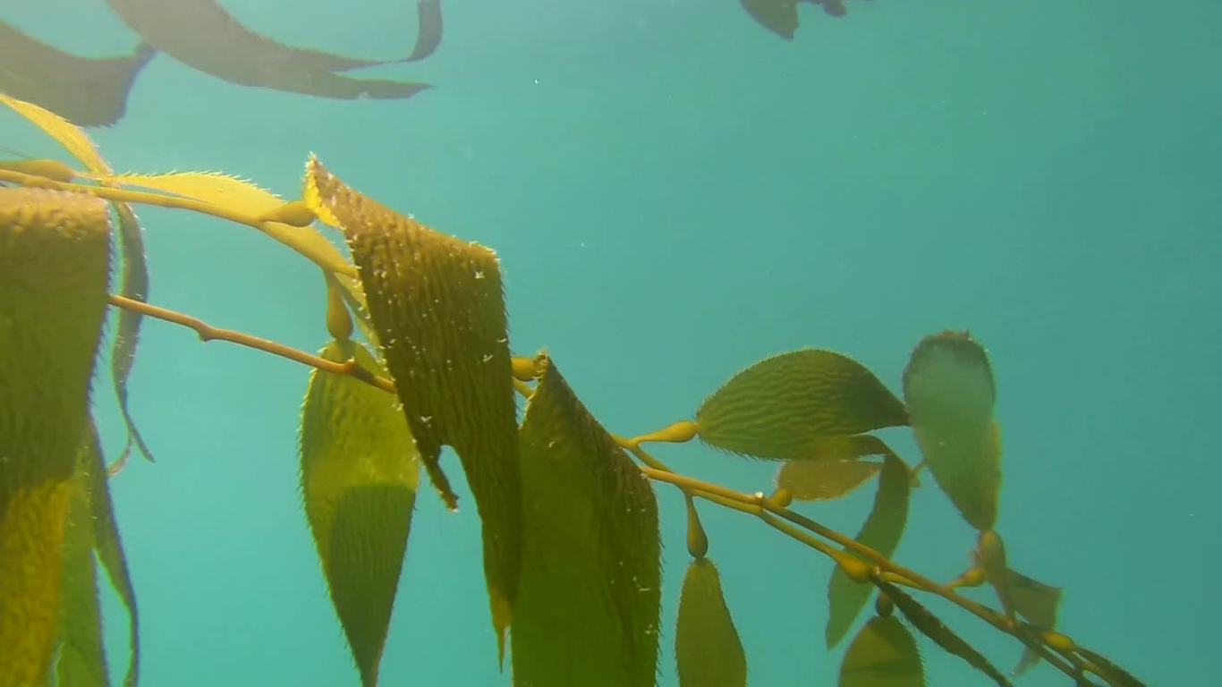Kelpkiss natural skincare