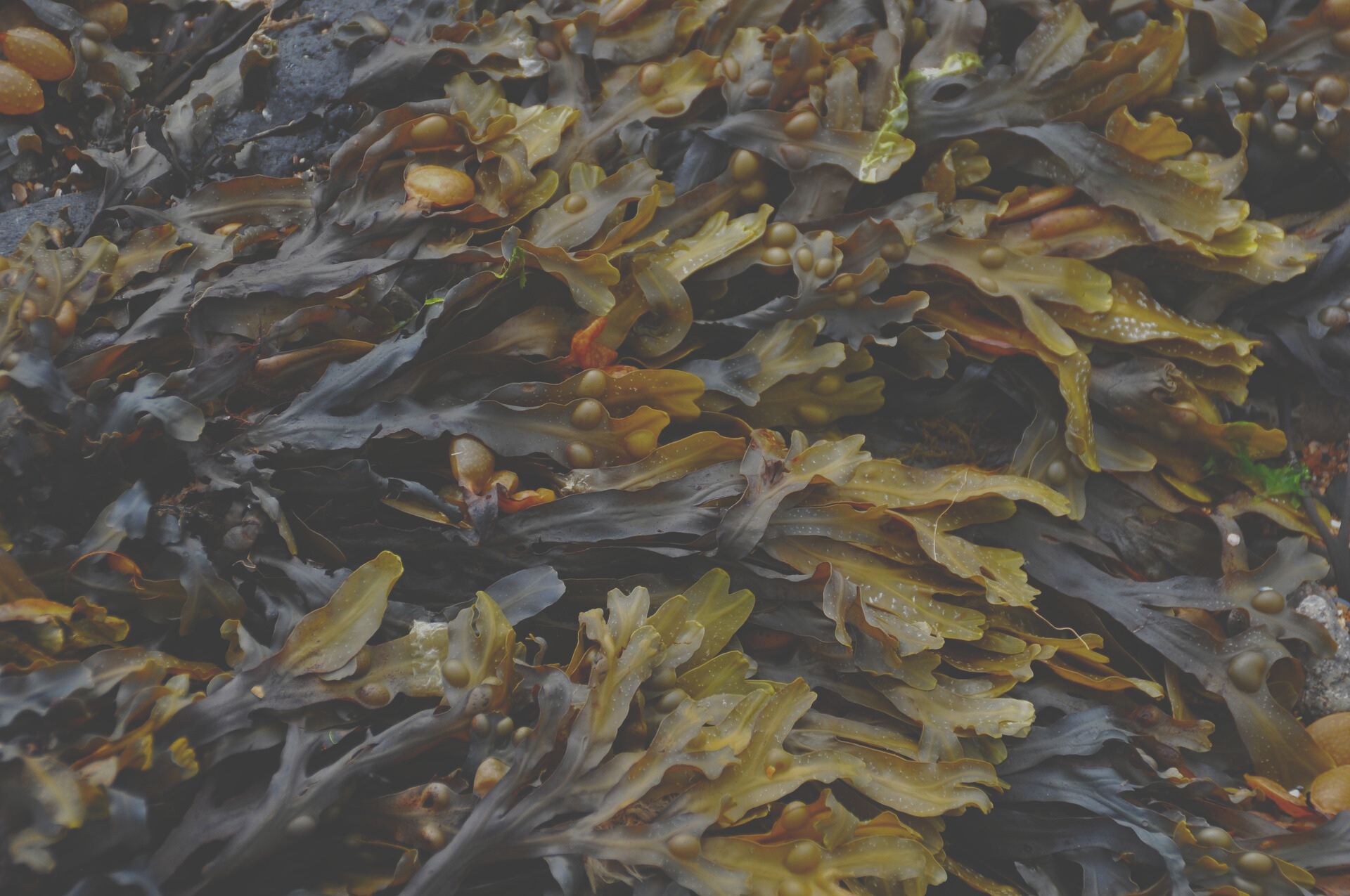 Ocean-born ingredients