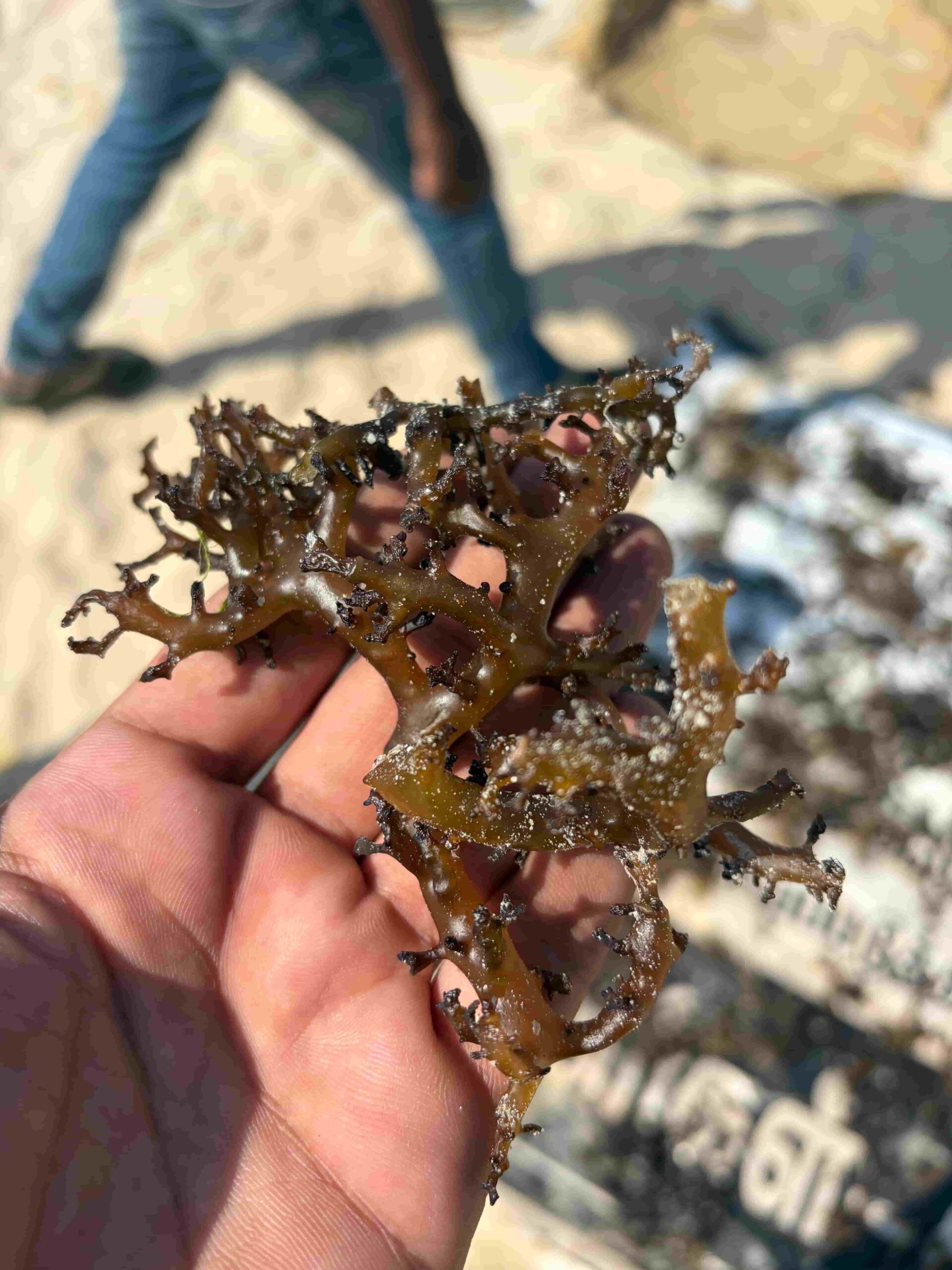 Raw dried seaweed