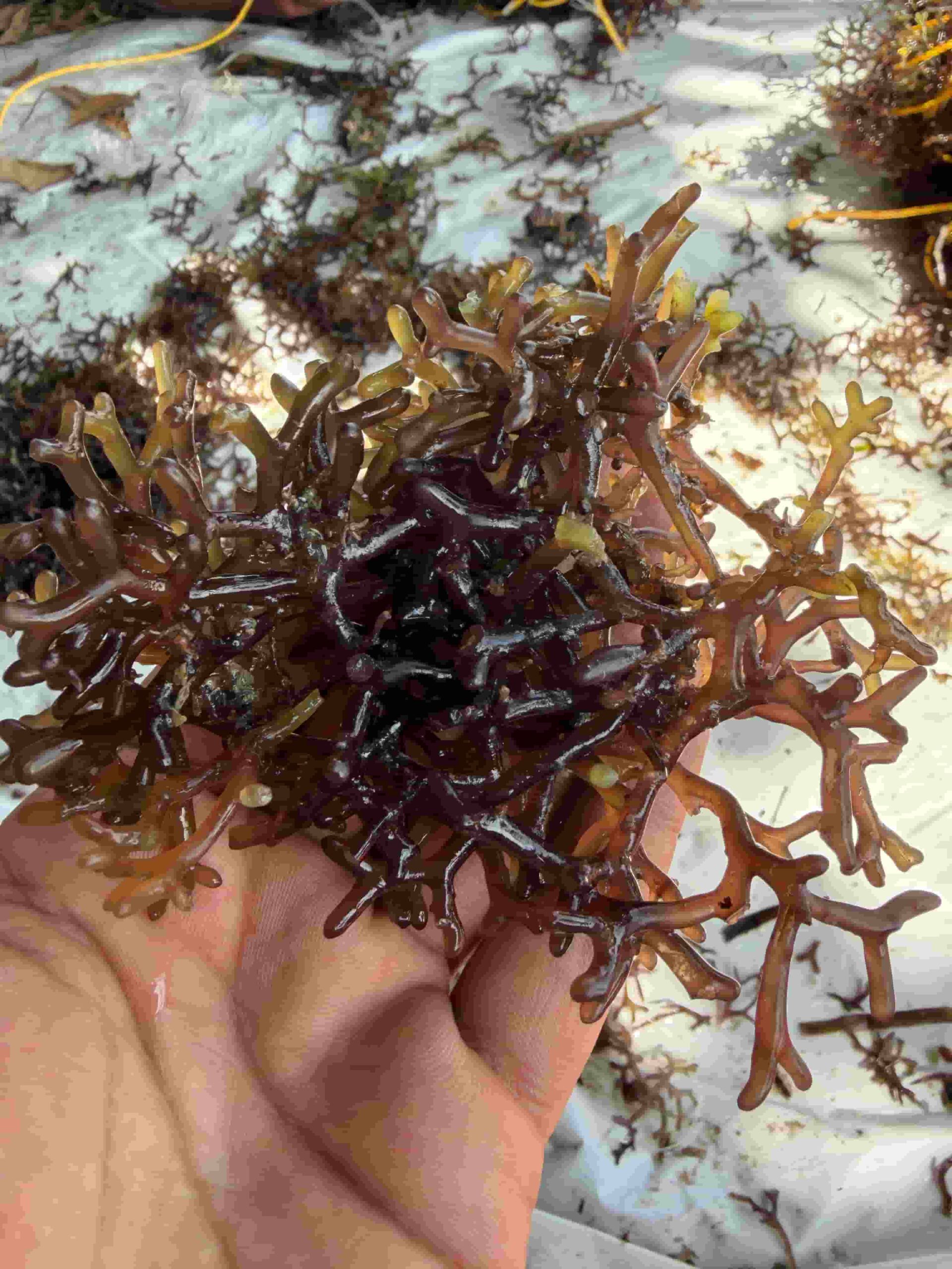 Red Seaweed