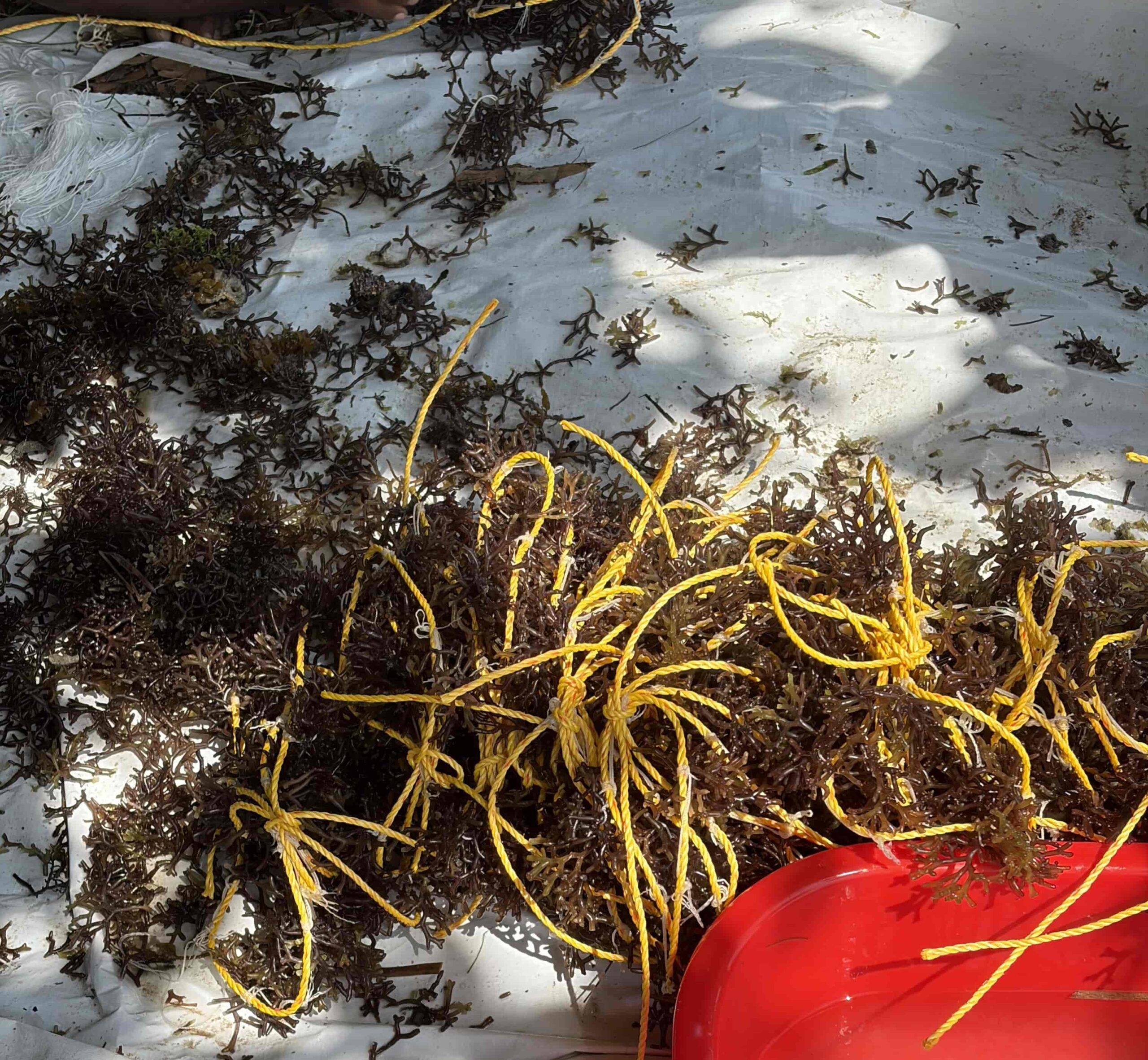Harvesting seaweed
