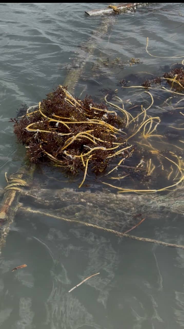 Seaweed Cultivation