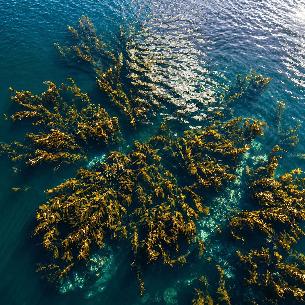 Seaweed closeup — Why Kelp Kiss