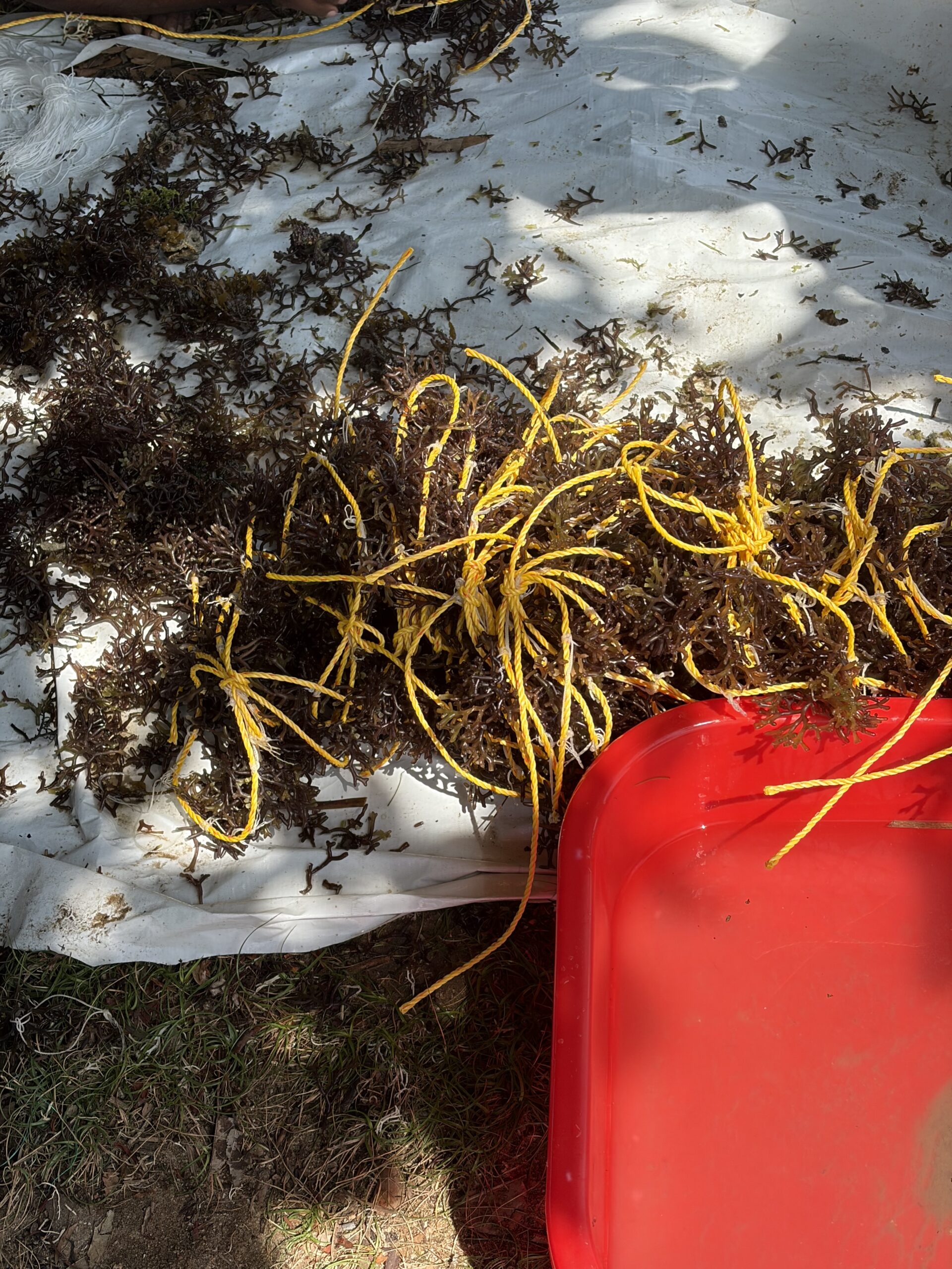 Fucus Vesiculosus — Bladder Wrack