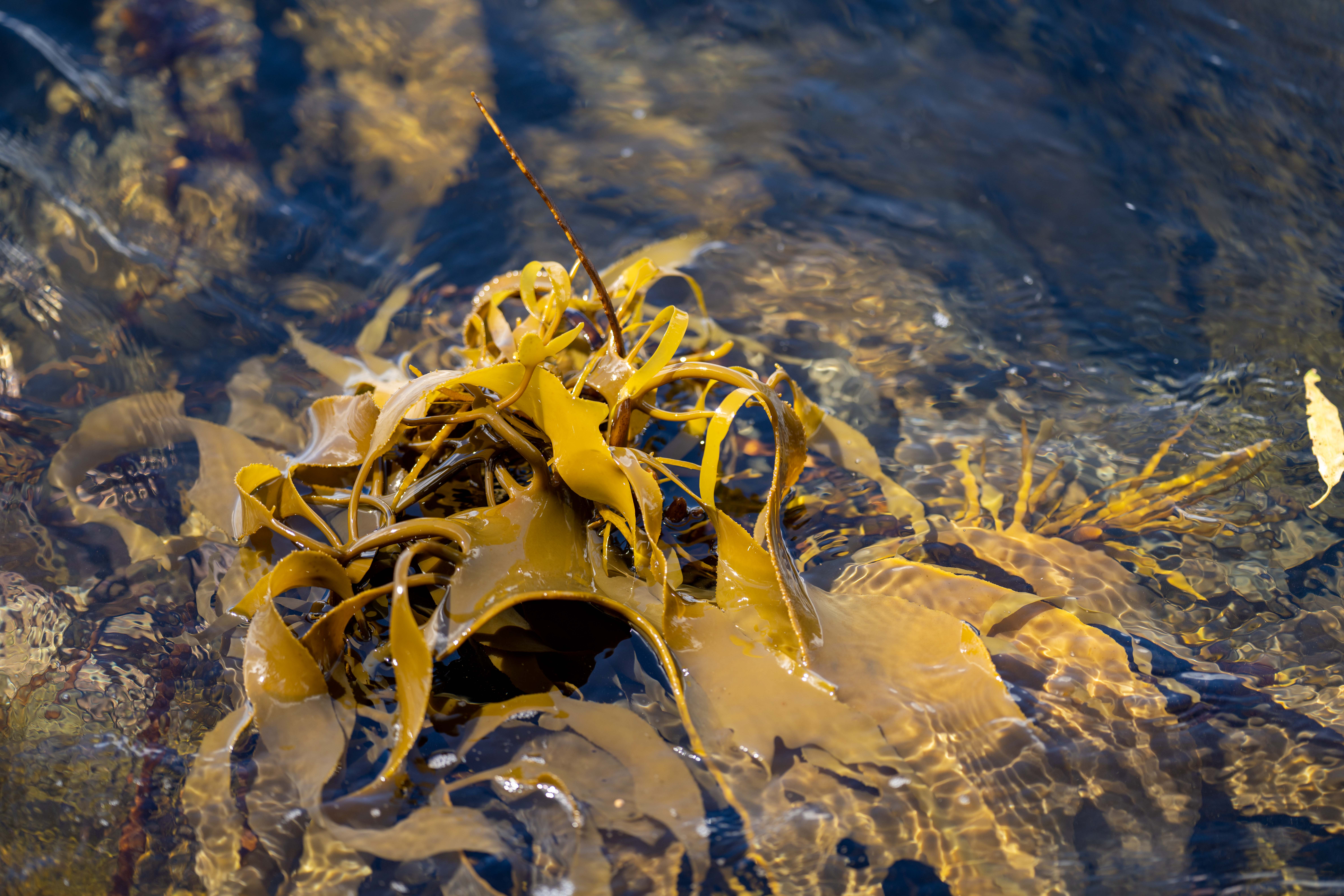 Saccharina japonica — Kombu Kelp