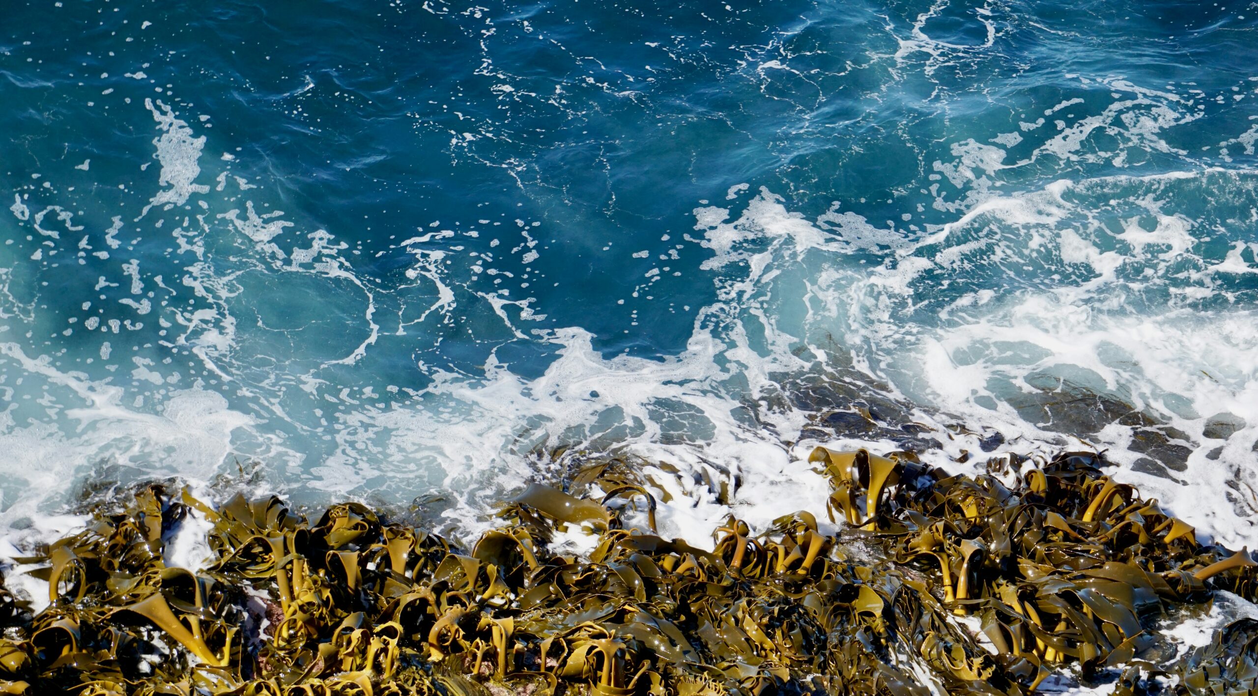 Underwater seaweed — Sustainability