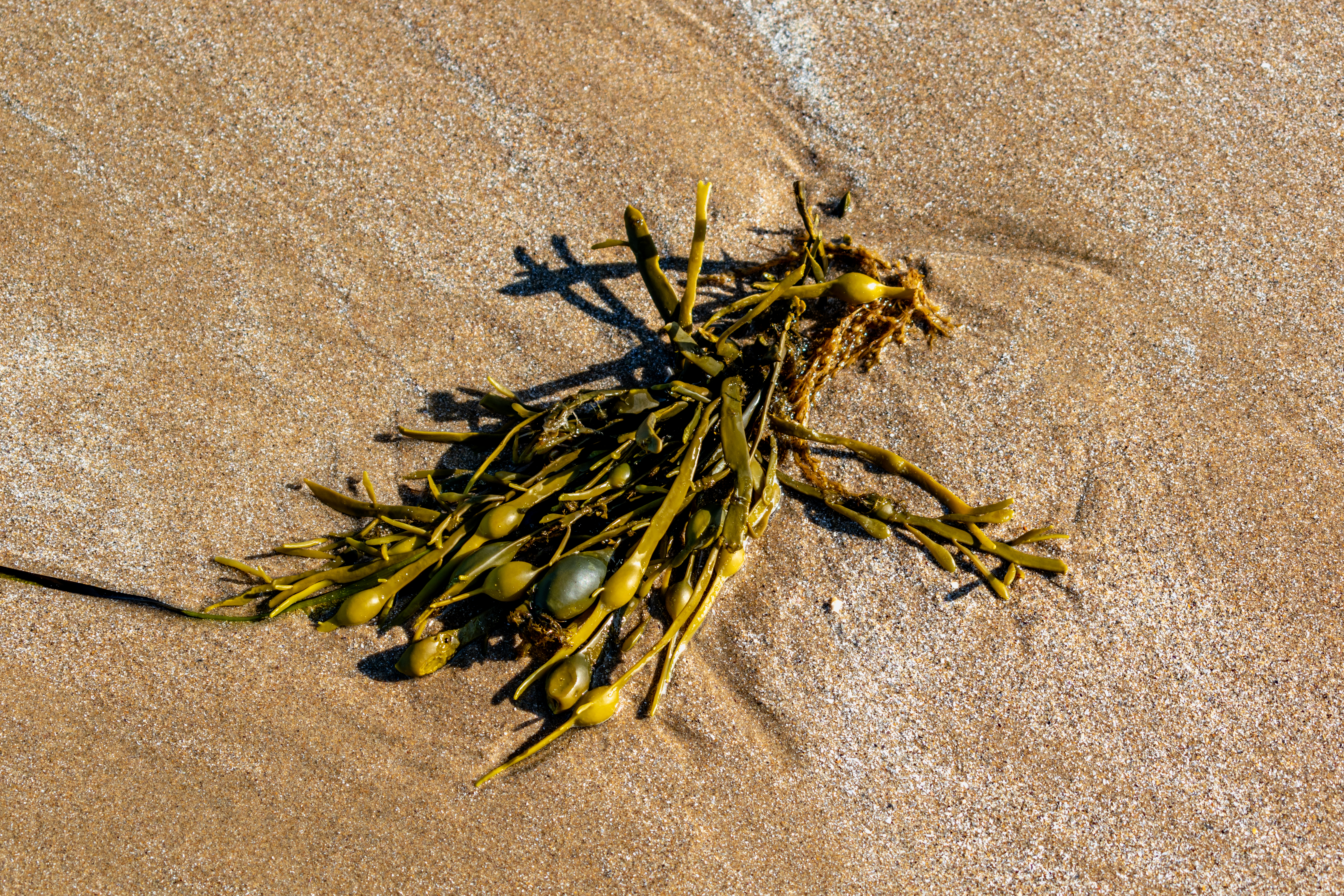 Fucus vesiculosus — Bladder Wrack