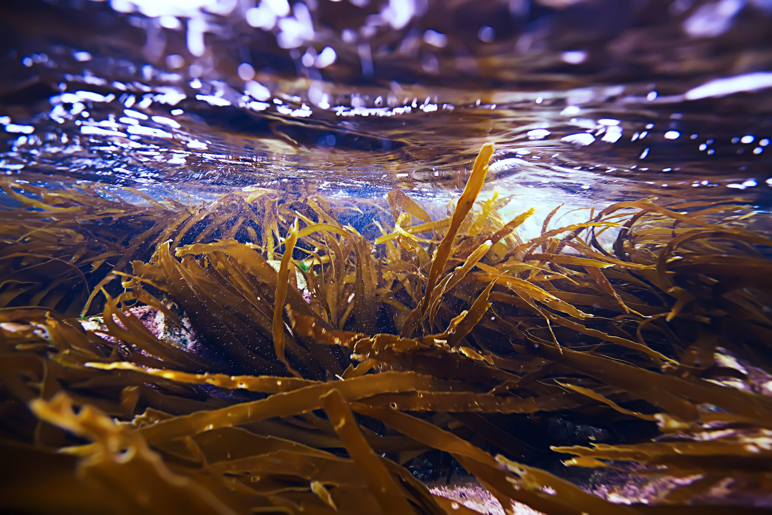 Seaweed closeup — Why Kelp Kiss