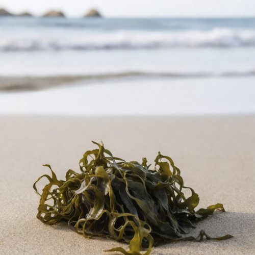Fucus vesiculosus, a brown macroalga belonging to the genus Fucus, is widely distributed in temperate and cold coastal regions. It is recognised as a rich source of bioactive compounds with diverse biochemical functions, contributing to multiple skin-related benefits.